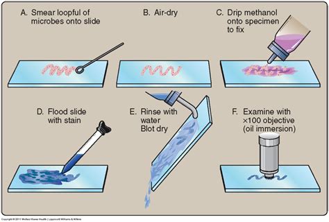 Microscopy and Staining Techniques in Bacteria .